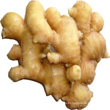 New Crop Fresh Ginger with Good Quality with Gap Certificate